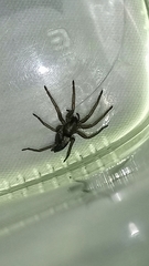 Herpyllus cockerelli