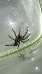 Herpyllus cockerelli