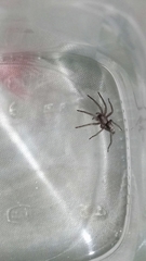 Herpyllus cockerelli