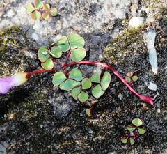 Oxalis commutata commutata