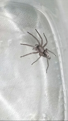 Herpyllus cockerelli