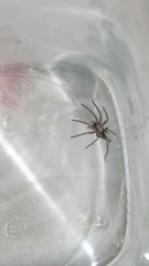 Herpyllus cockerelli