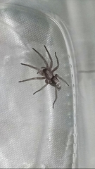 Herpyllus cockerelli