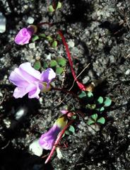 Oxalis commutata commutata