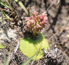 Ledebouria monophylla