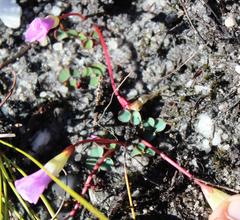 Oxalis commutata commutata