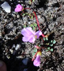 Oxalis commutata commutata