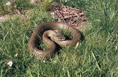 Iberian Grass Snake