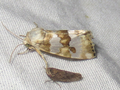 Schinia alencis