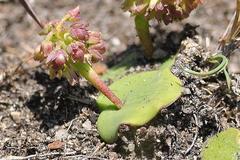 Ledebouria monophylla