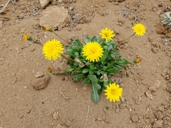 Agoseris apargioides