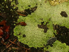 Baeomyces placophyllus