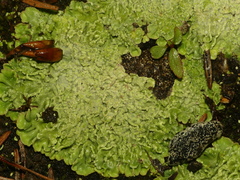 Baeomyces placophyllus