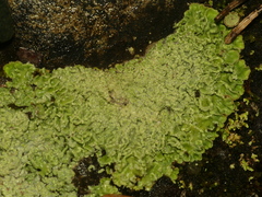 Baeomyces placophyllus