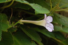 Streptocarpus formosus