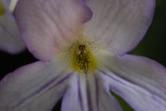 Streptocarpus formosus