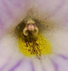 Streptocarpus formosus