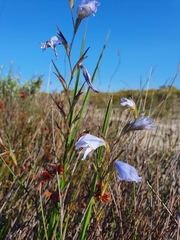 Gladiolus caeruleus