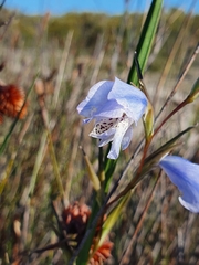 Gladiolus caeruleus