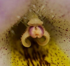 Streptocarpus formosus