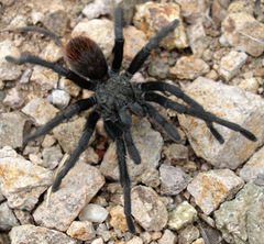 Aphonopelma madera