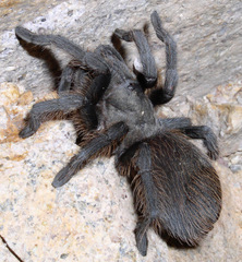 Aphonopelma madera