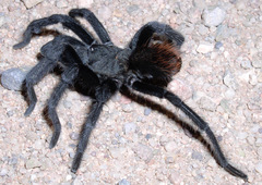 Aphonopelma madera
