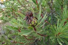 Protea lanceolata