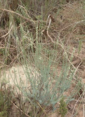 Struthiola ciliata ciliata