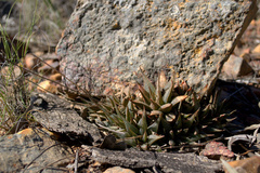 Haworthia mirabilis triebneriana