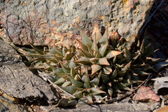 Haworthia mirabilis triebneriana