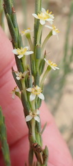 Struthiola ciliata ciliata