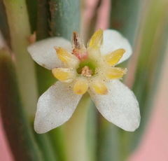 Struthiola ciliata ciliata