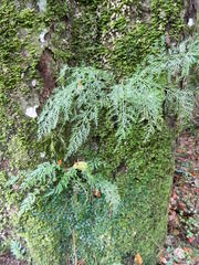 Asplenium rutifolium