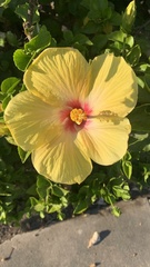 Hibiscus