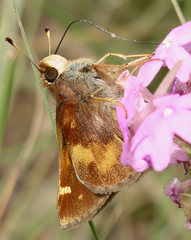 Lon melane vitellina