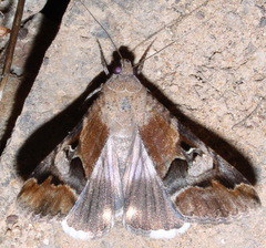 Melipotis perpendicularis