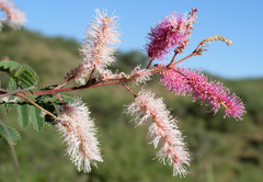 Mimosa dysocarpa