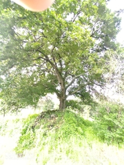 Quercus laurina