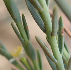 Struthiola ciliata ciliata