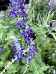 Bombus pensylvanicus