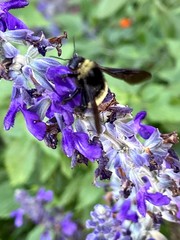 Bombus pensylvanicus