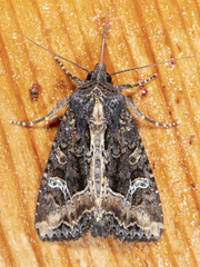 Helotropha reniformis