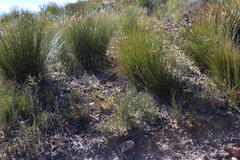 Serruria williamsii