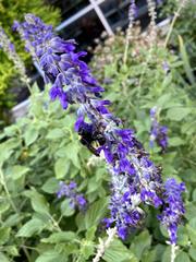 Bombus pensylvanicus