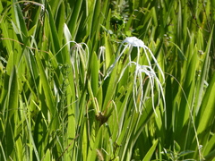 Hymenocallis speciosa
