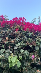 Bougainvillea
