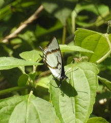 Polyura eudamippus