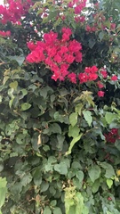 Bougainvillea