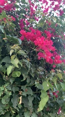 Bougainvillea
